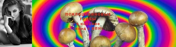 прущие грибы Алзамай