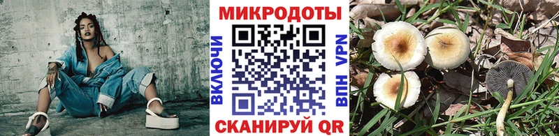 купить закладку Оса Псилоцибиновые грибы Psilocybe
